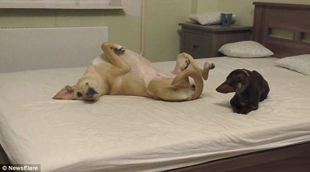 外媒评《自由广场》:“白人内疚感”的严肃议题_hth·华体(图1) hth·华体